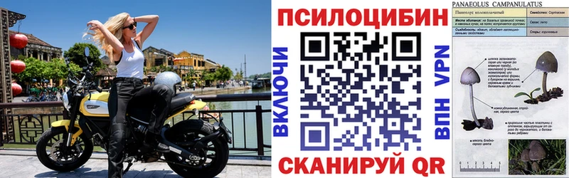 Псилоцибиновые грибы Psilocybe  Петропавловск-Камчатский 