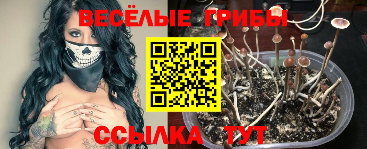 Псилоцибиновые грибы Magic Shrooms  Галлюциногенные грибы прущие грибы  Петропавловск-Камчатский  где купить   Вход с VPN 